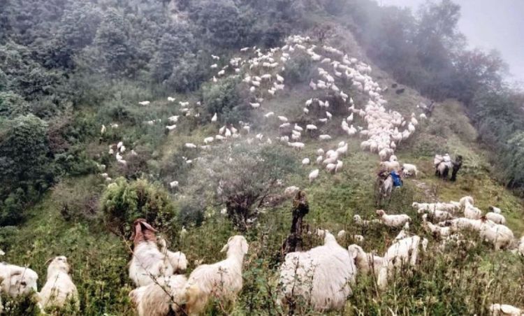 लेक चड्न थाले भेडी गोठ, अघि–अघि भेडाबाख्रा पछिपछि गोठाला