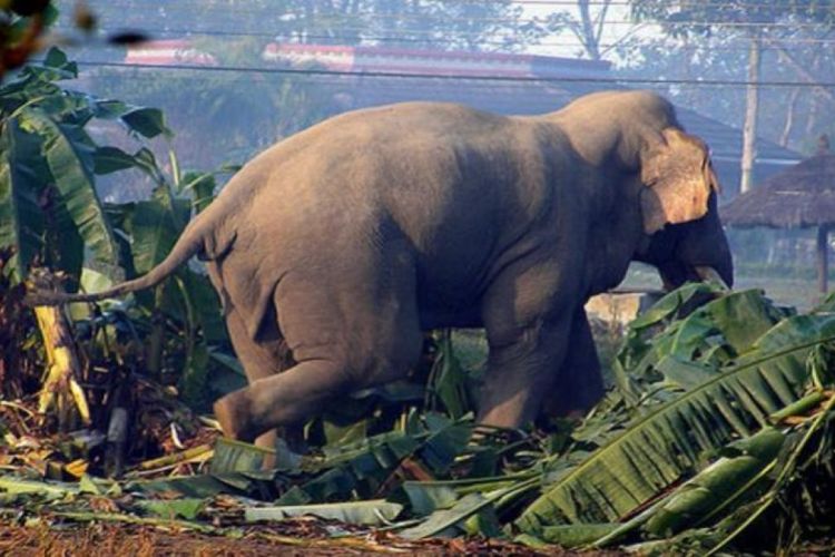 हात्तीको आक्रमणबाट आफ्नै घरको आँगनमा एक जनाको मृत्यु