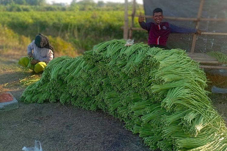 एउटै किसानले फलाउँछन् दैनिक ५०० किलो बोडी