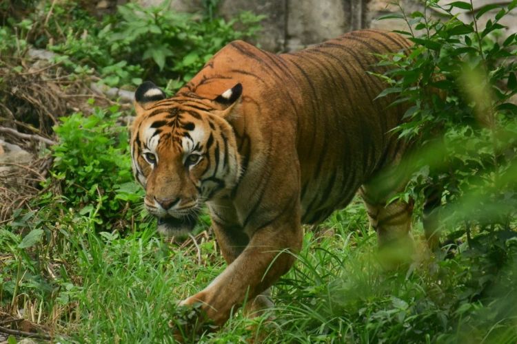 बारामा नरभक्षी बाघ, थप १ जनाको मृत्यु