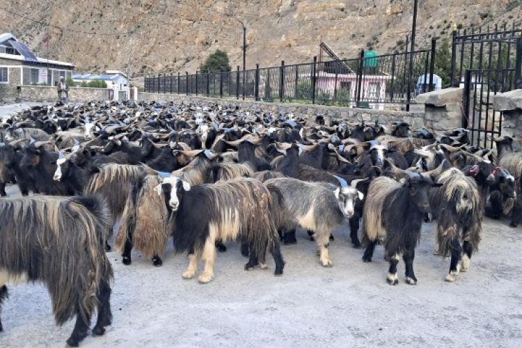 दशैँका लागि मुस्ताङबाट ३५ करोडभन्दा बढी मूल्यका भेडाच्याङ्ग्रा निकासी