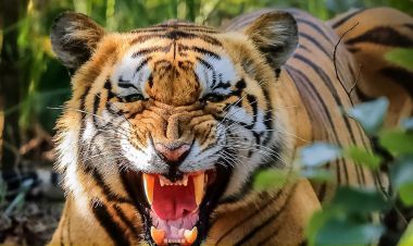 बाघको आक्रमणबाट एक जनाको मृत्यु