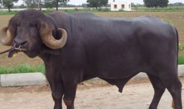 भारतसँग ३० वटा राँगा किन्दै सरकार !