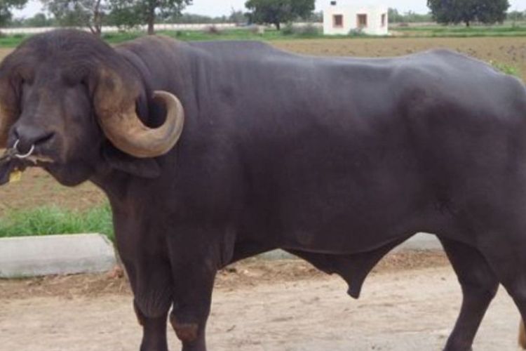 भारतसँग ३० वटा राँगा किन्दै सरकार !