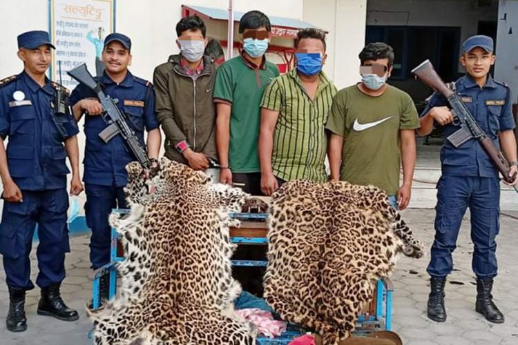 चितुवाको छालासहित ४ जना पक्राउ