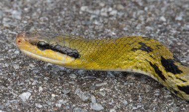 दाङमा सर्पले टोक्दा एक बालकको मृत्यु 