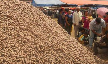 कास्कीको हेमजा आलु महोत्सवमा भयो पाँच करोड बराबरको आलु कारोबार 