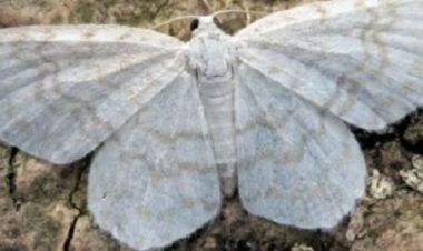 सेतो पुतलीबाट लाग्न सक्छ यस्तो भयानक रोग