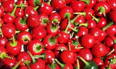 डल्ले खुर्सानी खानुका फाईदाहरु