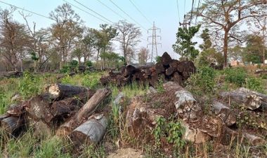 काठमाडौं–निजगढ फास्ट ट्रयाकका काठ ५ बर्षसम्म बिक्रि नभएपछि कुहिन थाले