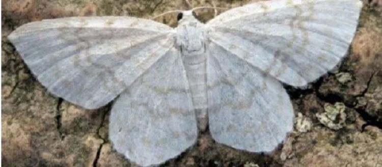 सेतो पुतलीबाट लाग्न सक्छ यस्तो भयानक रोग