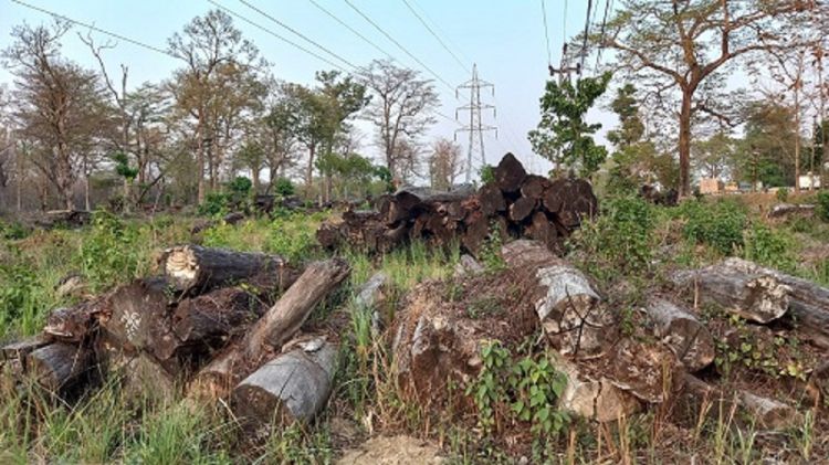 काठमाडौं–निजगढ फास्ट ट्रयाकका काठ ५ बर्षसम्म बिक्रि नभएपछि कुहिन थाले