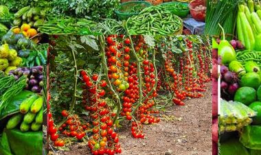 आजको फलफूल तथा तरकारी बजारको मूल्य, ठूलो गोलभेडा १३०