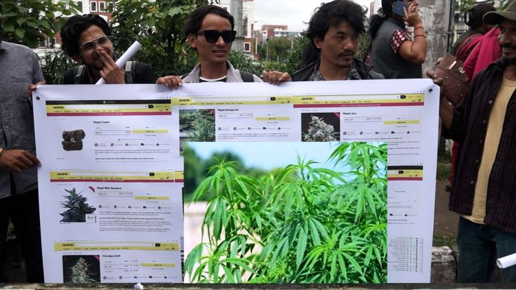 गाँजाको वैधता माग गर्दै आन्दोलित व्यवसायी