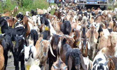 थापाथलीमा जिउँदो खसी प्रतिकेजी ६७०, च्याङग्रा १२ सय ६० रुपैयाँ